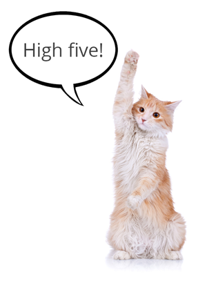 high-five-cat-for-re-engagement-campaign-results.png