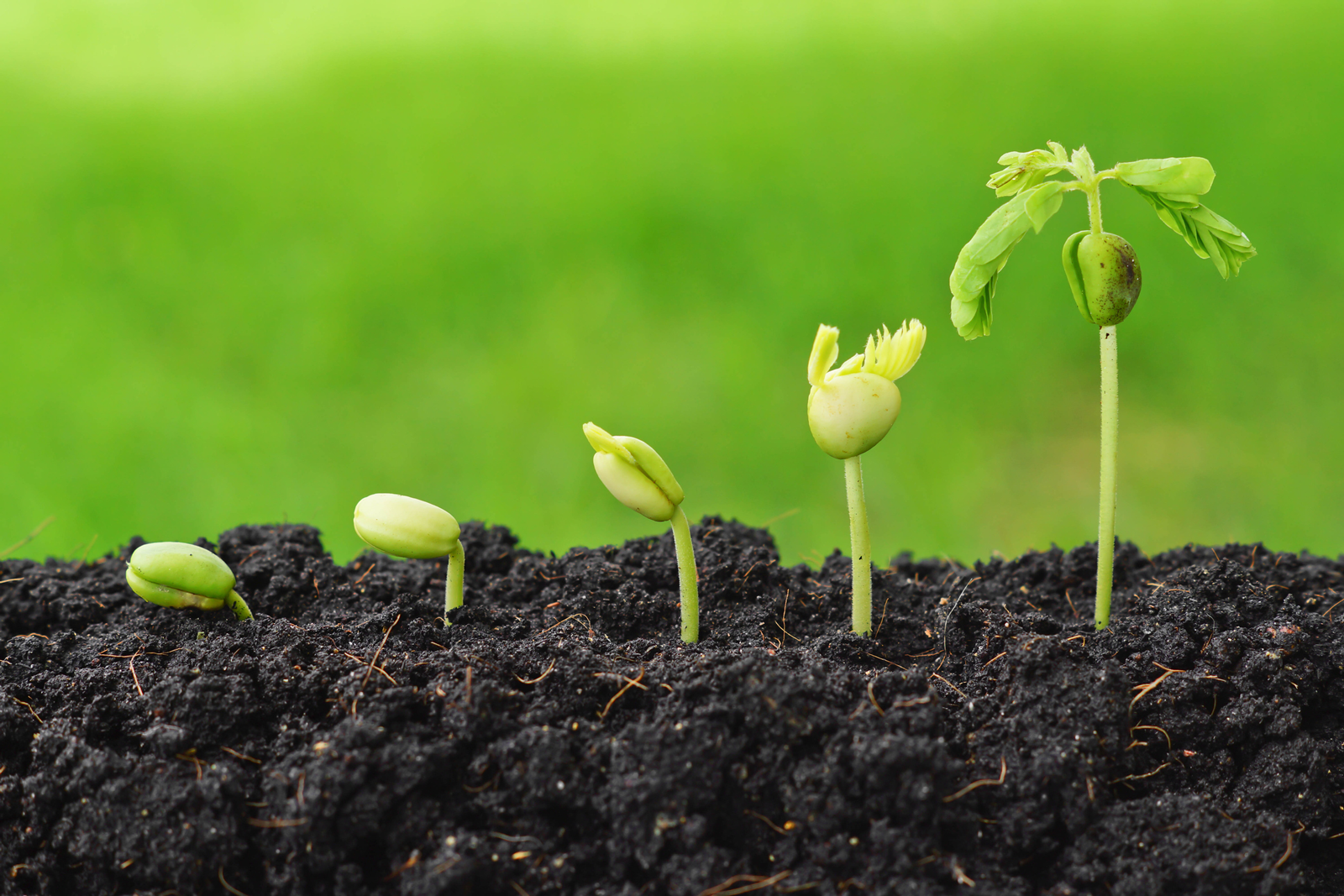 Green Marketing: 5 Strategies Every Manufacturer Must Know